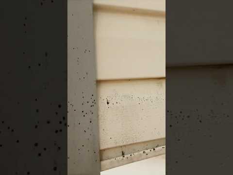 North Idaho / Old & Moldy Vinyl Siding updated to James Hardie Color Plus Zero Maintenance 15 Years!